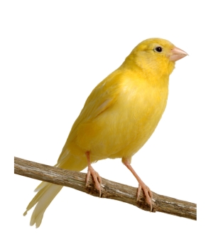 canary bird