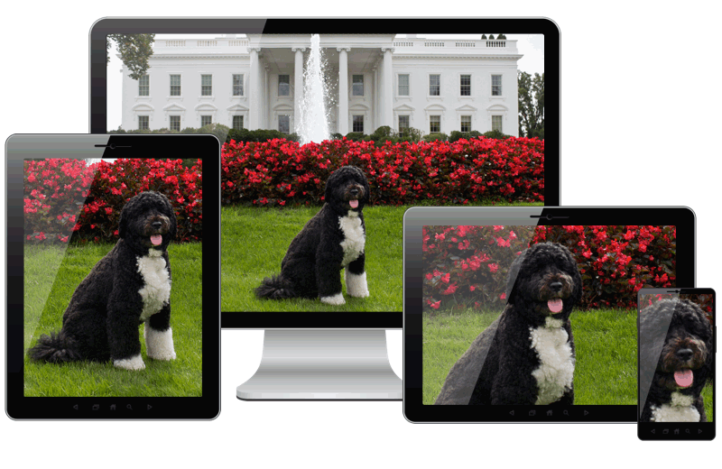 dog responsive images